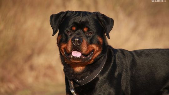 57-latek dotkliwie pogryziony przez rottweilery. Doznał obrażeń głowy i twarzy