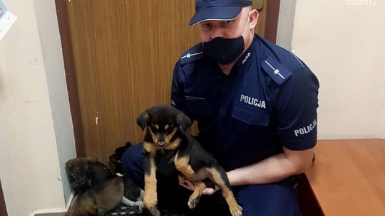 AKTUALIZACJA !Wyrzucił dziewięć szczeniaków z samochodu na ulicę. Sprawcy szuka policja
