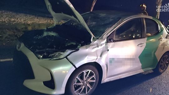 Bliskie spotkanie z łosiem w Kraszewie. Kierowca ranny, zwierzę martwe