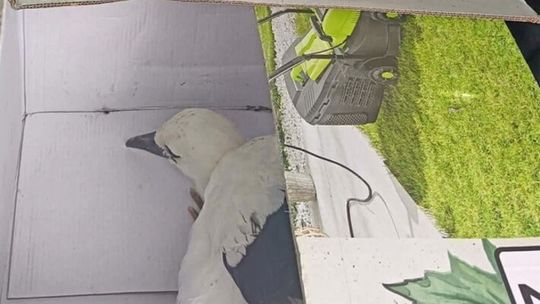 Bocian w opałach i sprawna akcja policji. Nietypowa interwencja pod Raciążem