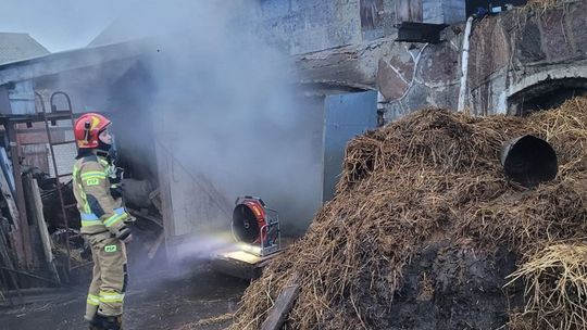 Bydło w niebezpieczeństwie. Groźny pożar pod Ciechanowem