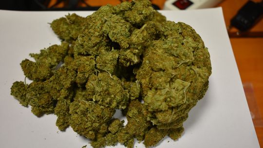 Zabezpieczona marihuana podczas przeszukania domu mieszkańca powiatu ciechanowskiego