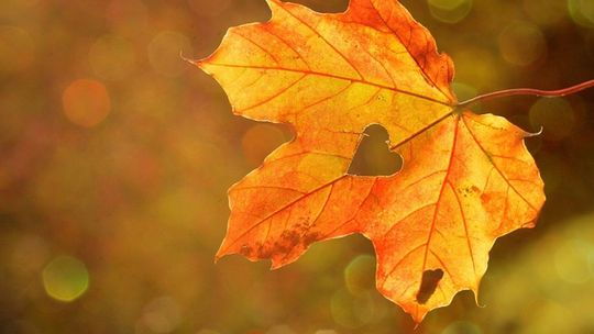 Ciechanów, Mława, a może Zielona? Propozycje kulturalne na długi listopadowy weekend