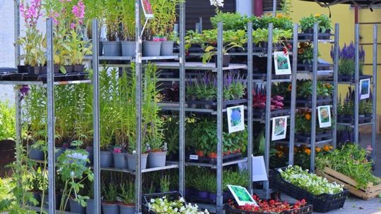 Ciechanów. Sadzonka za odpady – proekologiczna akcja ratusza