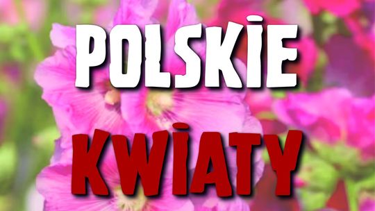 Ciechanowianie znowu zaśpiewają polskim żołnierzom