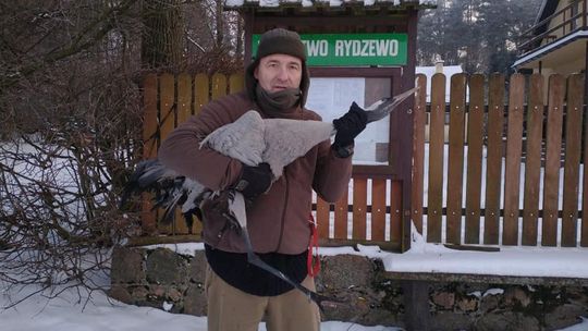 Ciechanowianin uratował przymarzniętego żurawia. Zobacz film z akcji ratunkowej