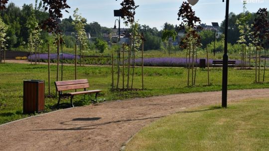 Ciechanowscy ojcowie mają swój park, zasadzili tam już ponad sto drzew