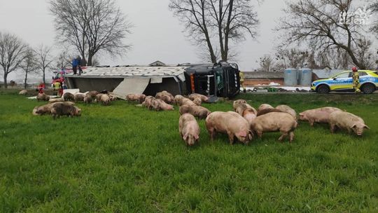 Ciężarówka ze świniami w rowie, zwierzęta rozbiegły się po okolicy