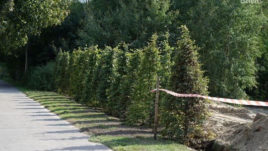Ciszej i piękniej będzie jeszcze przy kąpielisku Krubin. Miasto sadzi drzewa między Sońską a plażą
