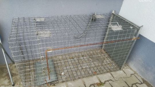 Co nim kierowało? Ukradł klatkę do łapania bezdomnych psów i sprzedał ją za bezcen