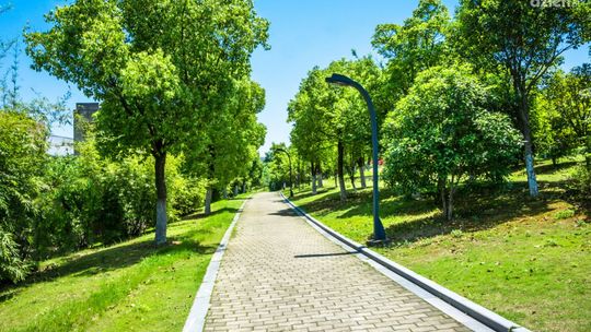 Czym jest ekspertyza dendrologiczna drzewa?