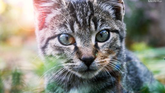 Dlaczego karmy dla kotów Dolina Noteci to zdrowy wybór dla Twojego pupila?