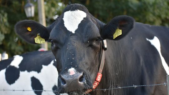 Krowa z muchami na głowie