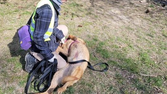 Dzień Otwarty w Schronisku był okazją do zaprzyjaźnienia się z psami, a nawet do ich adopcji