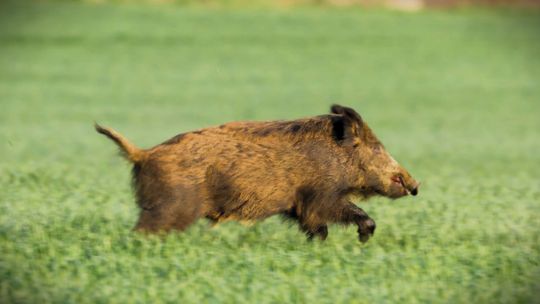 Dziki na polach kukurydzy. Jak rolnicy i myśliwi mogą uratować wiosenne uprawy? Dziki na polach kukurydzy. Jak rolnicy i myśliwi mogą uratować wiosenne uprawy?
