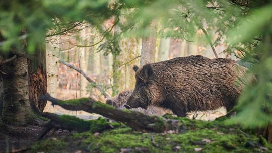 Dziki wchodzą do miast