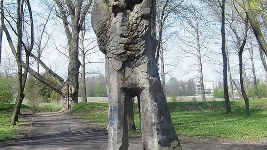 Eko-inicjatywy ciechanowskiej radnej