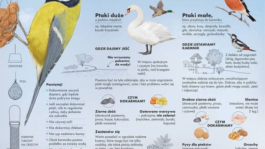 Jak mądrze dokarmiać ptaki? 