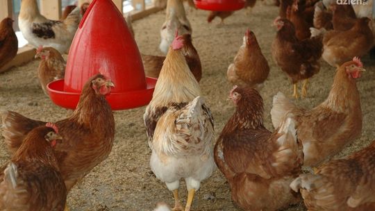 Jutro lub najpóźniej pojutrze ponad 400 tysięcy kur z powiatu żuromińskiego trafi do gazu
