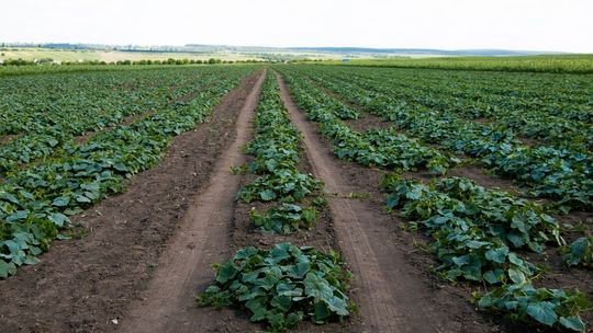 Kamienica. Groźny wypadek na plantacji ogórków