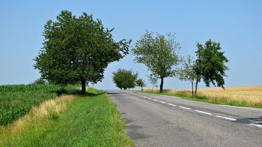 Kilkaset drzew w powiecie ciechanowskim do ścięcia