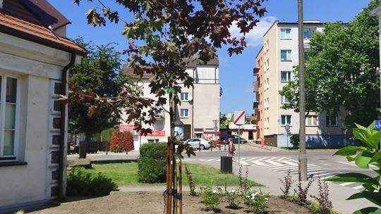 Klon zamiast świerku