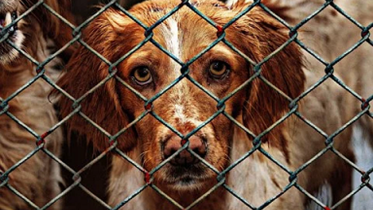 Kolejne psy ze schroniska w Pawłowie czekają na adopcję