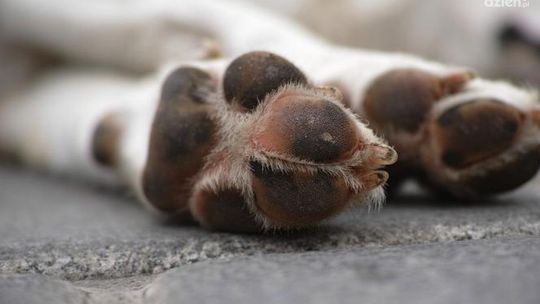 Kompletnie pijany znęcał się nad własnym psem. Kilkukrotnie uderzył zwierzę siekierą 