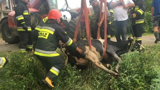 Krasne. Bohaterska akcja strażaków, uratowali krowę (zdjęcia)