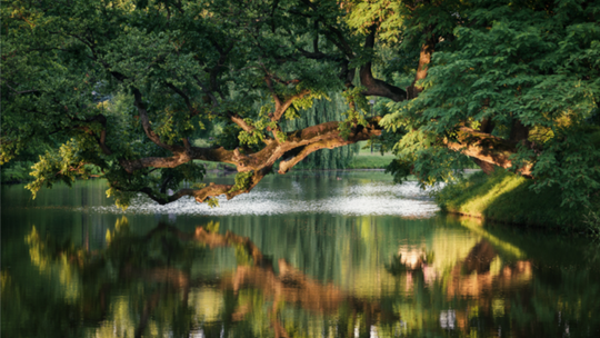 Krzywe Drzewo z Szydłowca z szansą na tytuł Europejskiego Drzewa Roku 2026 Krzywe Drzewo z Szydłowca z szansą na tytuł Europejskiego Drzewa Roku 2026