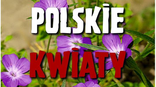 „Kwiaty Polskie” po raz kolejny uświetnią Święto Wojska Polskiego w Ciechanowie