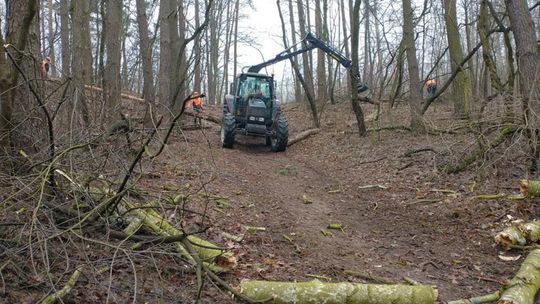 Las Śmieciński będzie parkiem. Nadleśnictwo planuje przebudowę drzewostanu