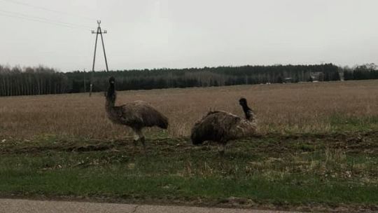 Lato idzie...już widać STRUSIE na łąkach!