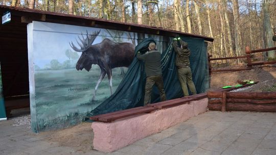 Łoś naturalnych rozmiarów pojawił się w okolicach Mławy