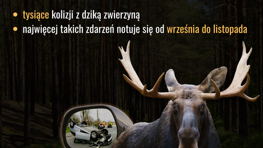 Znak ostrzegawczy A-18b dzikie zwierzęta przy drodze prowadzącej przez las na Mazowszu