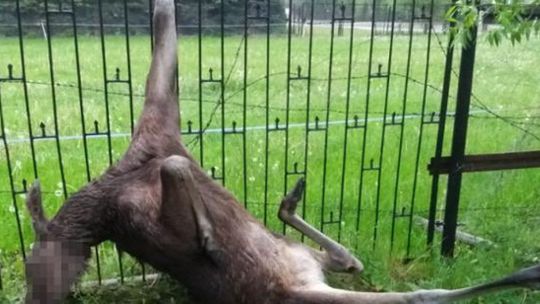 Łoś zawisł na ogrodzeniu, na ratunek ruszyli strażacy
