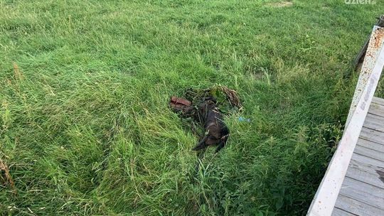 Makabryczne odkrycie pod Glinojeckiem, martwy pies pod wodą