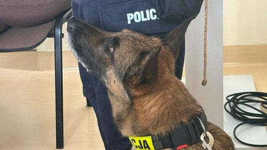 Maków Mazowiecki. Kilogram narkotyków, część w bieliźnie 68-latki Maków Mazowiecki. Kilogram narkotyków, część w bieliźnie 68-latki