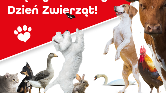 Mazowsze dla Zwierząt 2024 - jak samorząd wspiera walkę z bezdomnością zwierząt