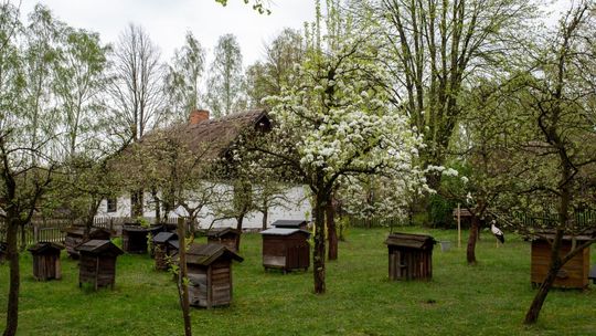 Miodobranie w sierpeckim skansenie: poznaj tajemnice ula i pracę pszczelarza, 6 lipca