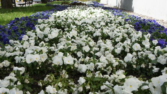 Mława. Niebawem miasto rozkwitnie. I to dosłownie!