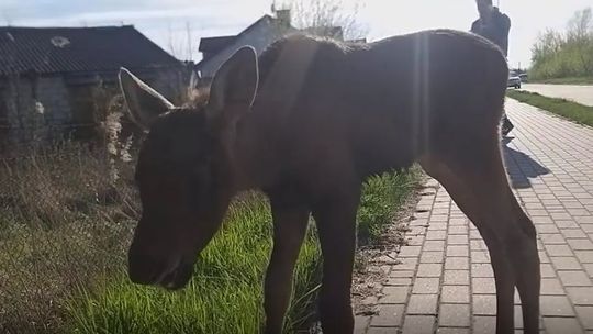 Młody łoś odłączył się od matki. Akcja ratunkowa na Krubinie