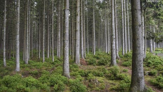 Nadleśnictwo Płońsk. Zakaz wstępu do lasów