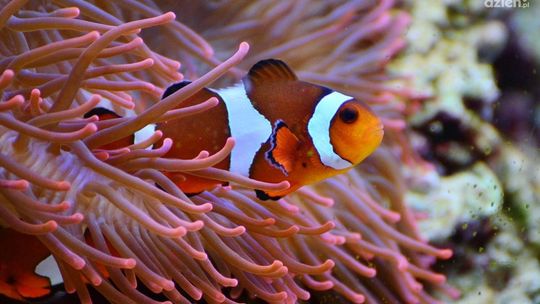 Nemo i Dory wkrótce w Przasnyszu. W SP nr 1 powstaje morskie akwarium