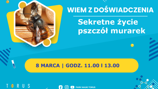 Nie tylko miodne! Odkryj fascynujący świat pszczół samotnic