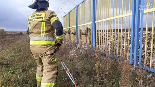 Niecodzienna sytuacja na trasie Ciechanów - Warszawa, dziki na stacji PKP (zdjęcia)
