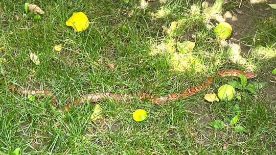 Nietypowa interwencja przasnyskich strażaków