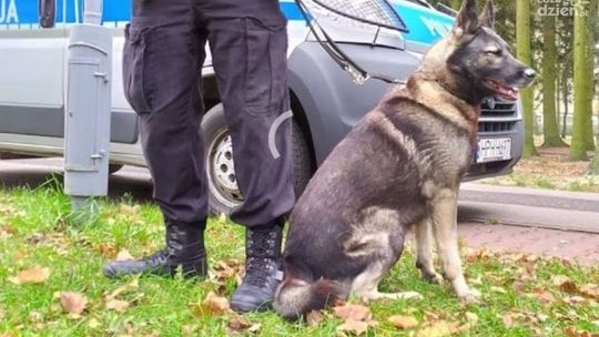 Nowy Krasnosielc. Pies wytropił złodzieja
