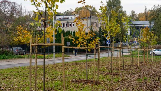 Nowe drzewka w Ciechanowie