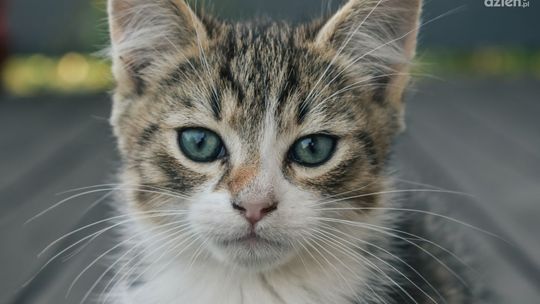 Odpowiednia karma dla kota - klucz do zadowolenia Twojego pupila